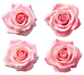 Set of  fully open gentle pik rose isolated on white background