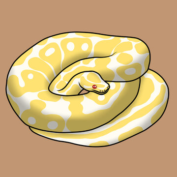 Ball pthon albino snake reptile
