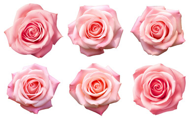 Set of  fully open gentle pik rose isolated on white background - obrazy, fototapety, plakaty