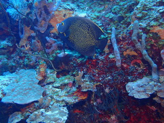 underwater coral reef 