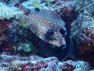 Fototapeta na wymiar trunkfish