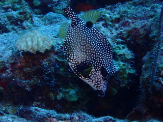 trunkfish