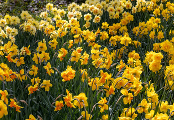 yellow daffodils flowers blooming in a garden
