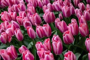 Obraz premium pink tulips blooming in a garden