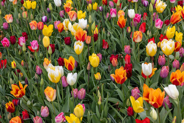 A melange of colorful tulips blooming in a garden