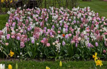 Colorful tulips and hyacinths blooming in a garden