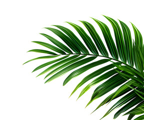 Vector watercolor palm leaves, coconut palm leaves, tropical leaves, variety, ornamental plants, banana leaves, transparent background