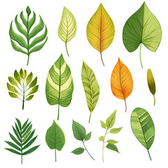 Set of tropical leaves, vector, watercolor, variety, ornamental, transparent background