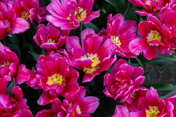 Red tulip called Supri Candy, Triumph group. Tulips are divided into groups that are defined by their flower features
