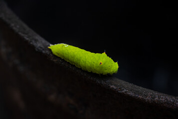 Catterpilar of Graphium agamemnon. This caterpillar is walking on rusty iron. selective focus and blurry image