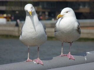 Mouettes posées