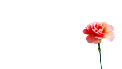 A single red carnation against a plain background, perfect for Mother's Day.