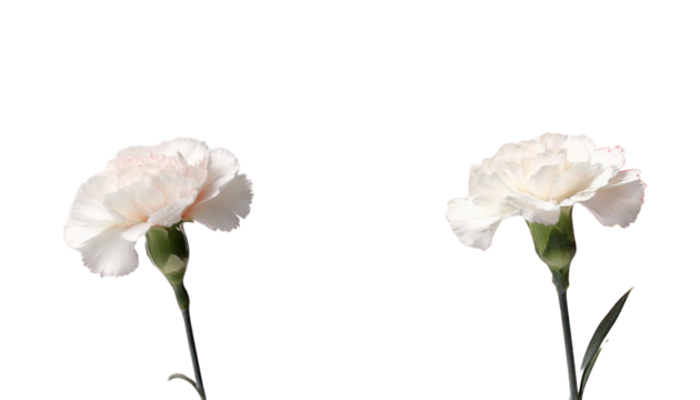 white carnation against a plain background, perfect for Mother's Day.
