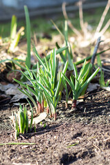 Green small grass sprouts in early spring