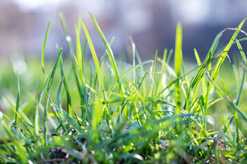 Green small grass sprouts in early spring