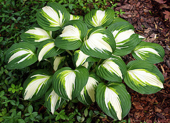  Hosta (funkia) bylina o ozdobnych liściach, odmiana Enterprise - obrazy, fototapety, plakaty