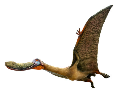 Pterodaustro is a genus of ctenochasmatid pterodactyloid pterosaur and lived in the Early Cretaceous period