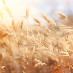 Vibrant Golden Wheat Under Sunlight
yellow ears of wheat at sunset in nature
wheat field at sunset
Dry grass towards the sky
Vibrant Golden Wheat Under Sunlight
