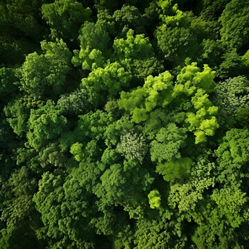 green forest top view
Sustainability net zero carbon
Illustration of a lush green forest seen from above
green forest, view from above
