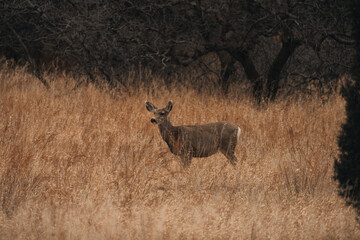 White-tailed deer in tall brown grass.