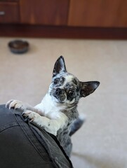 Tender canine moment: a playful Chihuahua clings to its owner's leg while an empty food bowl...