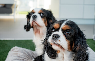 Portrait of cute couple of dogs cavalier king Charles spaniel sitting together outdoors home