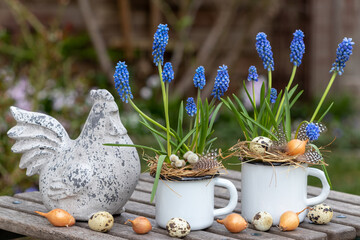 Oster-Arrangement mit blauen Traubenhyazinthen in Emaille-Tassen und Osterhuhn