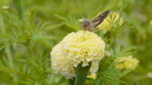 A moth feeding on a yellow marigold flower. Close up, slow motion. 