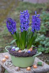 lila Hyazinthen im rustikalen Topf im Garten