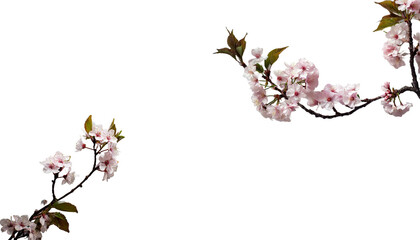 シンプルな桜の枝。