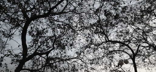 tree top view sky and cloud for background.