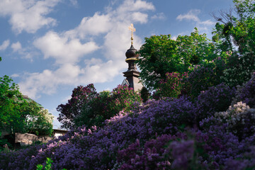Kiev Botanical Garden in spring time with bright lilac trees. Kiev, Ukraine