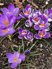 Purple crocus flowers bloom in the garden in spring