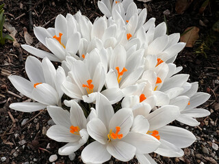 white crocus flowers bloom in the garden in spring