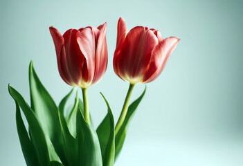 Naklejka premium white Tulip background isolated Flower Summer Easter Spring Love Green Holiday Mother Yellow Romantic Mother's day Flora Mom