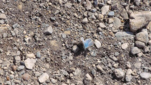 Silvery blue butterfly sitting on the rocky ground. Slow motion. 