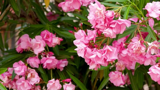 Beautiful plant with soft pink flowers, scientific name nerium oleander, adelfa, 4k panning video