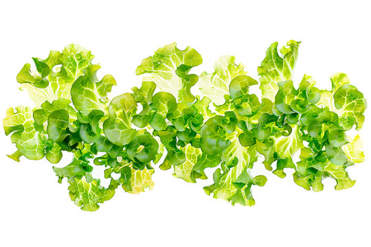 Frisee lettuce isolated on white background. Fresh green salad leaves from garden