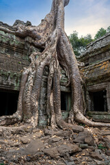 Fototapeta premium Ancient ruins of the Ta Prohm temple complex in Cambodia.