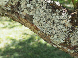 Green lichen or moss on the bark of a tree.Texture wood surface with lichens colony. Fungus ecosystem on trees bark. Foliose lichen 
