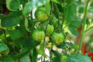 Green Zebra tomato growing on branch. It is a special variety that stands out for its uniqueness and taste. The fruit has beautiful green and yellow patterns. Organic farming, tomato plants growth
