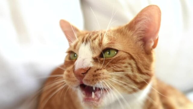 A beautiful ginger cat that makes noises when it sees a bird.