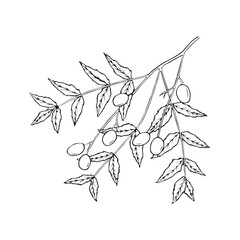 Hand drawn line art minimalist neem illustration. Healing herbs, culinary herbs, aromatherapy plants, herbal tea ingredients. Botanical clipart. Plant  illustration. Organic skincare ingredients.