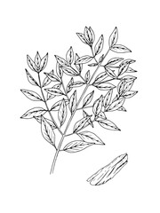 Hand drawn line art minimalist sandalwood illustration. Healing herbs, culinary herbs, aromatherapy plants, herbal tea ingredients. Botanical clipart. Plant  illustration. Organic skincare ingredient.