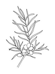 Hand drawn line art minimalist sea buckthorn illustration. Healing herbs, culinary herbs, aromatherapy plants, herbal tea ingredients. Botanical clipart. Organic skincare ingredients.