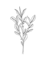 Fototapeta na wymiar Hand drawn line art minimalist tea tree illustration. Healing herbs, culinary herbs, aromatherapy plants, herbal tea ingredients. Botanical clipart. Plant illustration. Organic skincare ingredients.