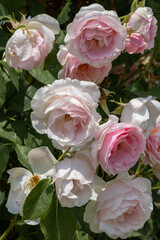Blossoms of the shrub rose Eden Rose 85 in full bloom in white, pink and light green