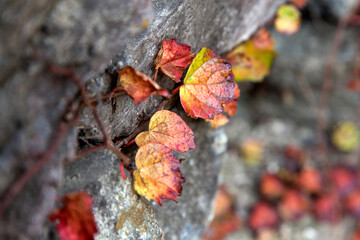 View of the ivy leaves on the tree in autumn