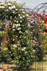 a variety of rose bushes with different colors in pink and red, partly climbing up rose arches