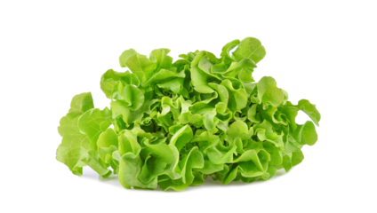 Fresh organic green lettuce isolated on transparent background. PNG